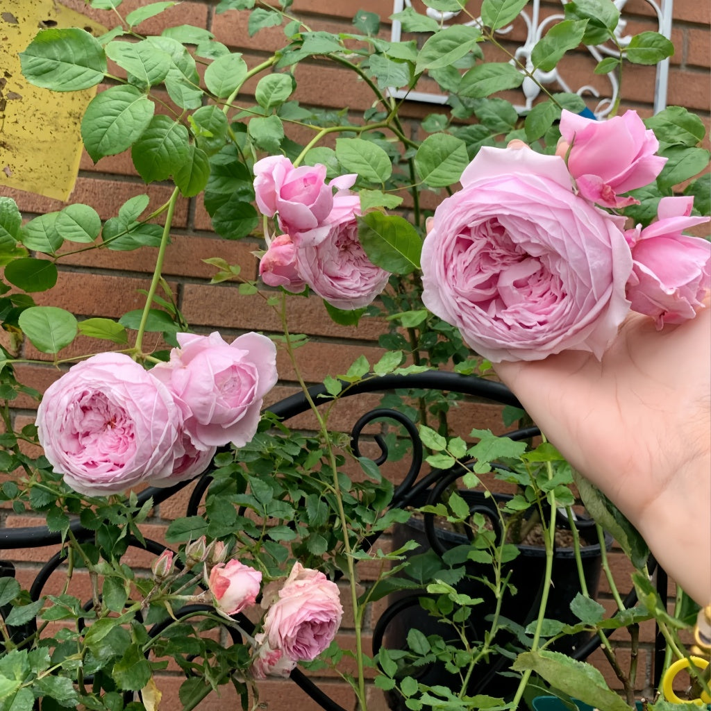 Ausbite rose