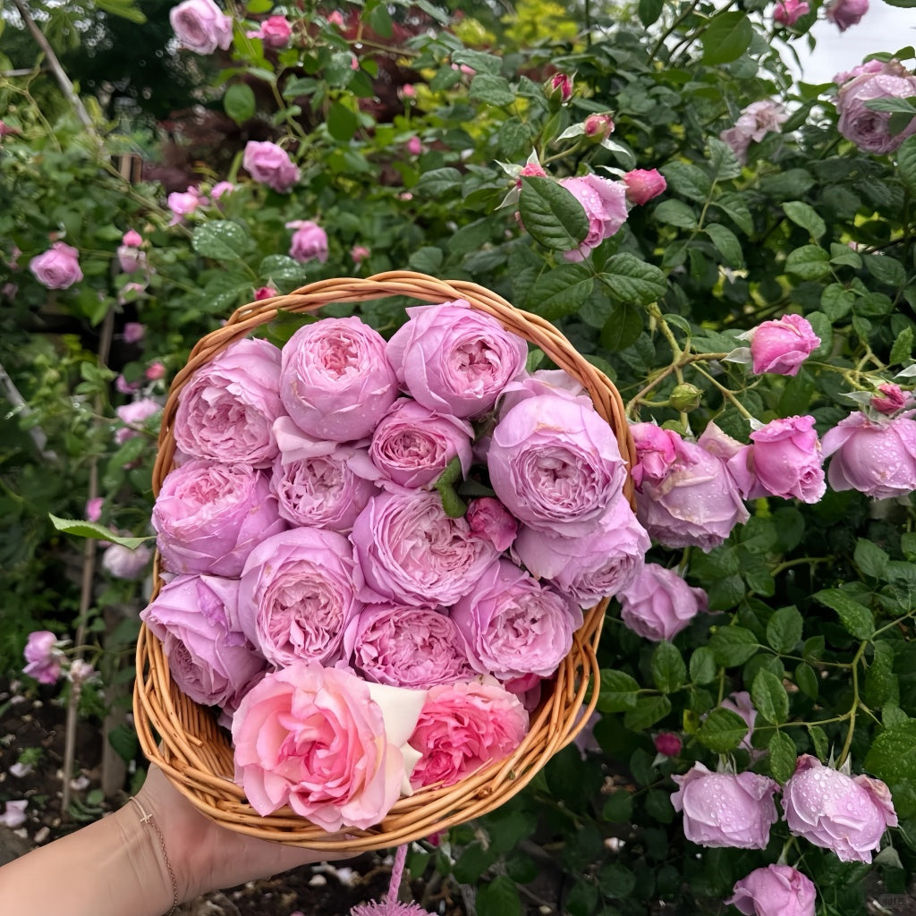 Ausbite rose