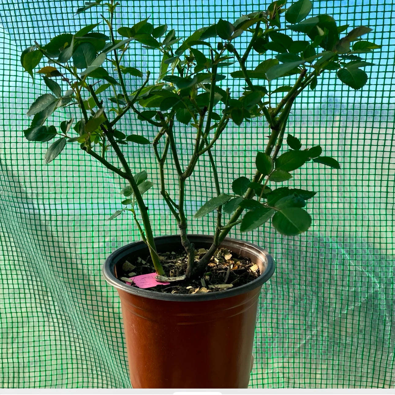 Ausbite rose