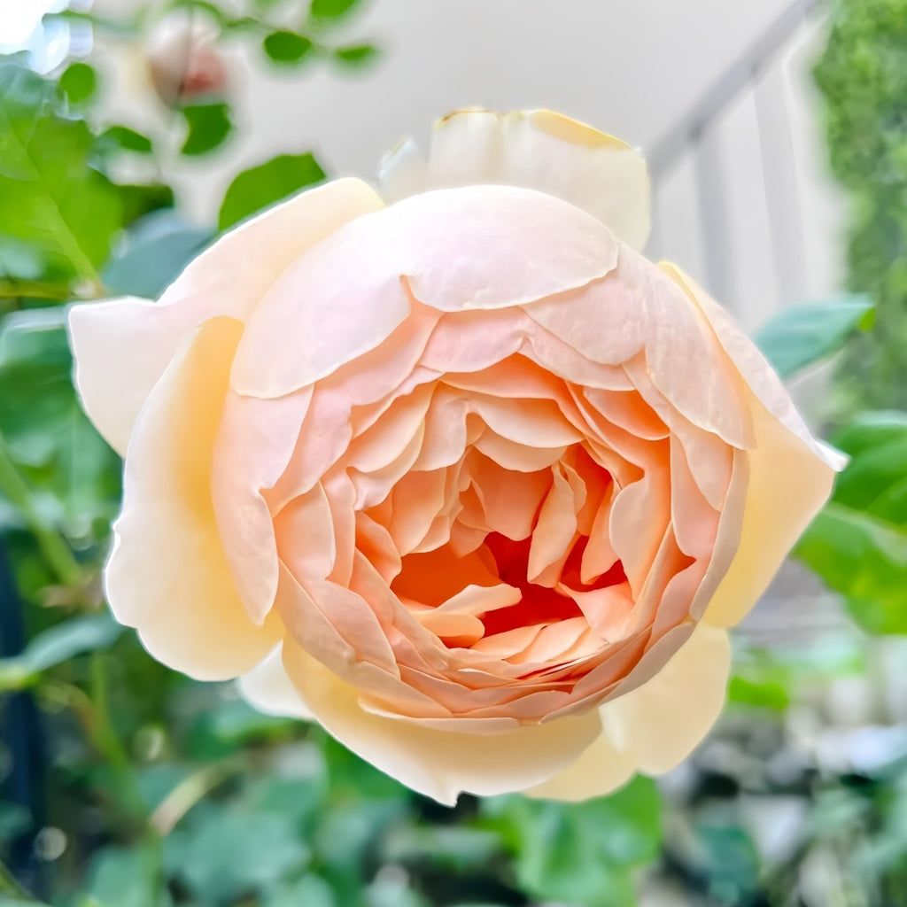 Ausjo rose-无名的裘德｜English Shrub Rose – Ergongzy Roses