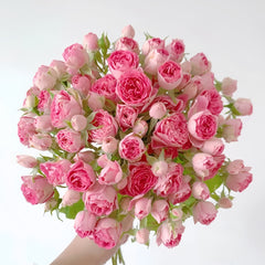 Autumn Rouge Rose
