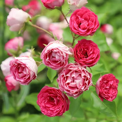 Autumn Rouge Rose