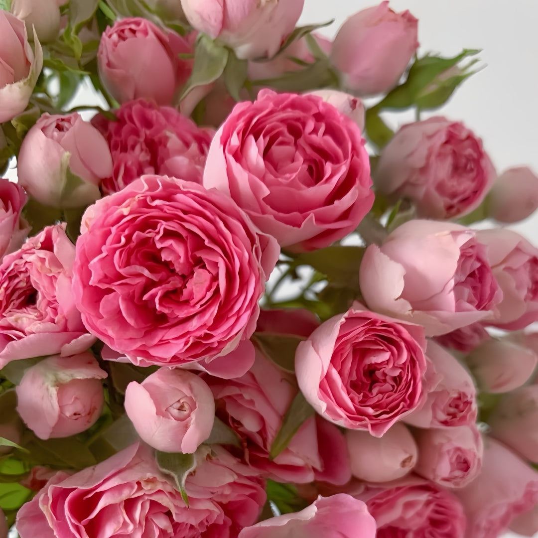 Autumn Rouge Rose