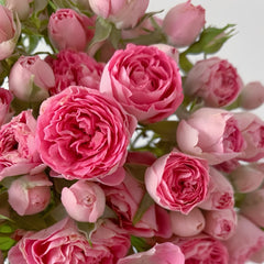 Autumn Rouge Rose