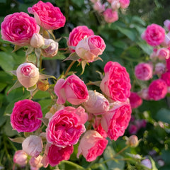Autumn Rouge Rose