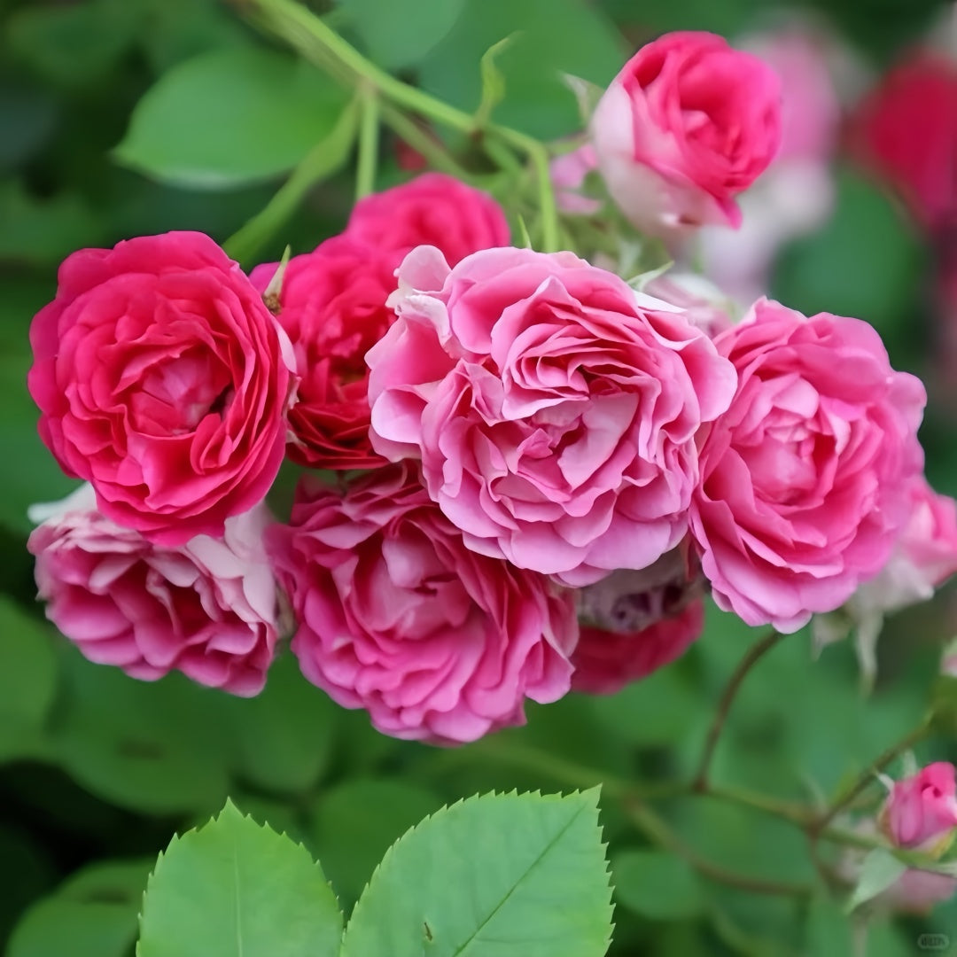 Autumn Rouge Rose