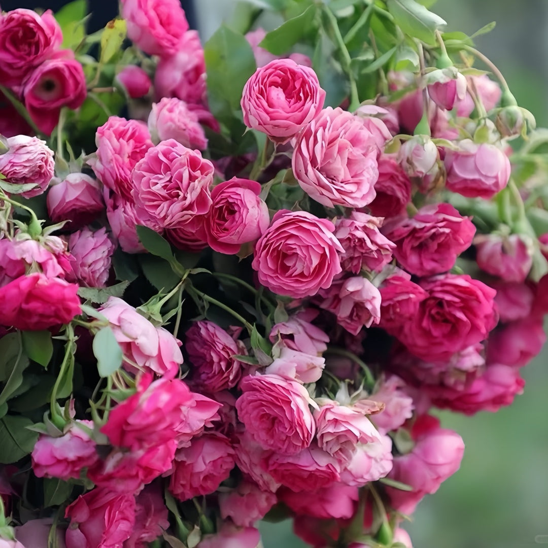 Autumn Rouge Rose