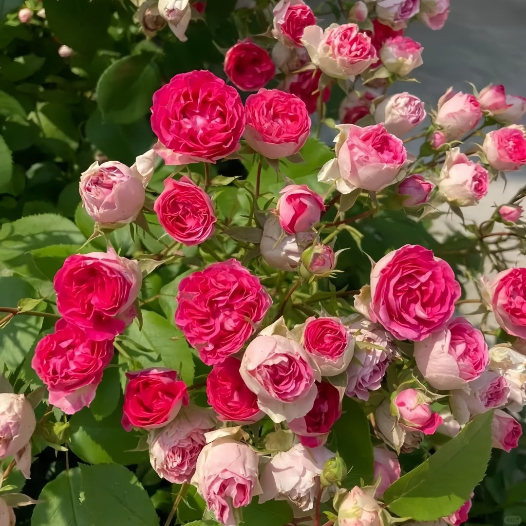Autumn Rouge Rose