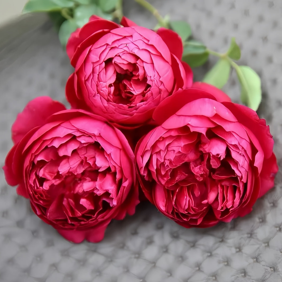 Japanese Roses – Ergongzy Roses