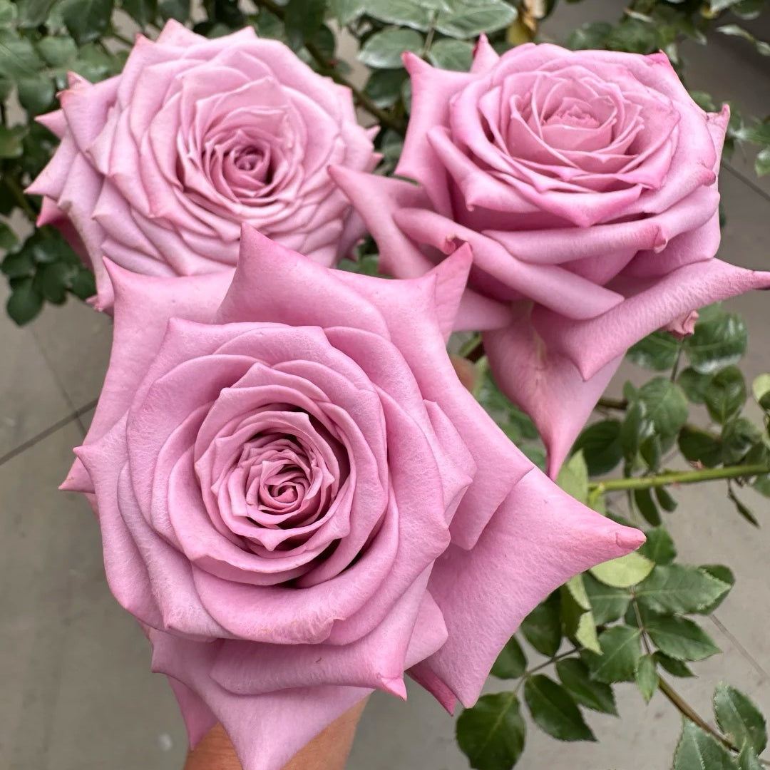Avant Garde Rose