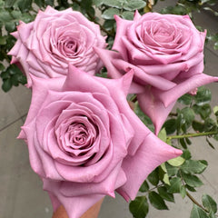 Avant Garde Rose