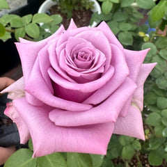 Avant Garde Rose