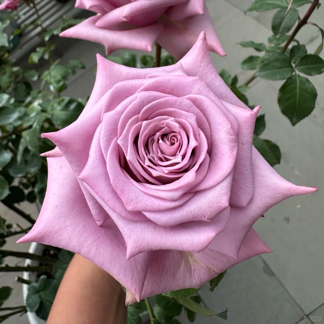 Avant Garde Rose