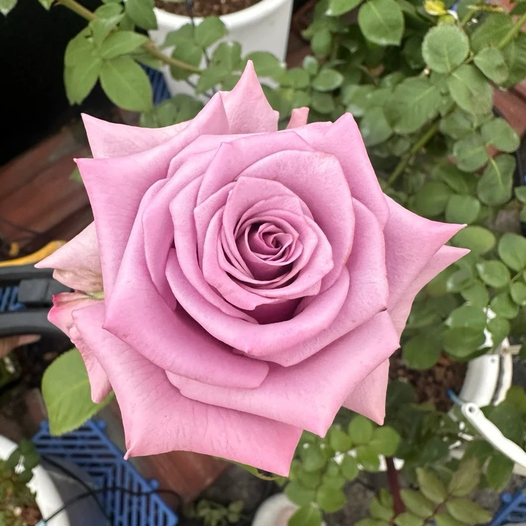 Avant Garde Rose