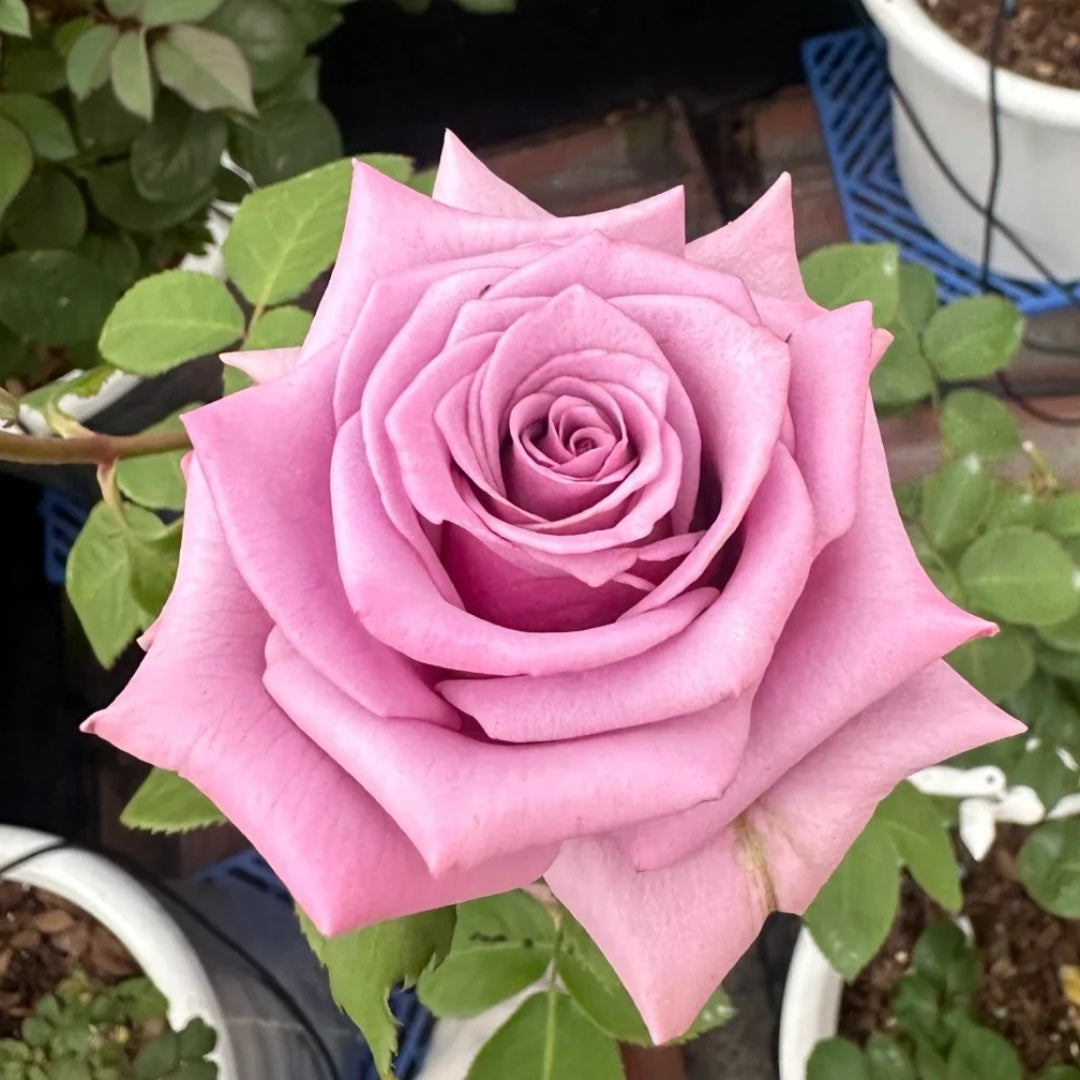 Avant Garde Rose