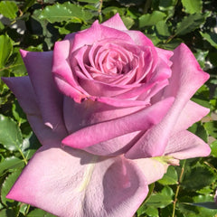 Avant Garde Rose