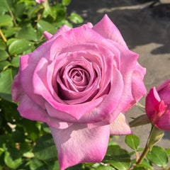 Avant Garde Rose