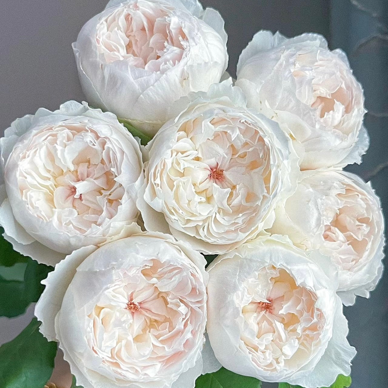 Cocotte Rose-可爱瓷｜Japanese Cut Rose