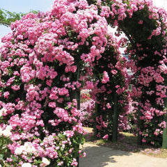 Angelica/Angela Rose-安吉拉｜ Germany Climbing Rose