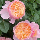 Chinese Rose YINGYING PINK 盈盈粉 Big plant.