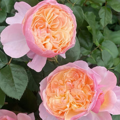 YINGYING PINK Rose-盈盈粉｜Chinese Shrub Rose