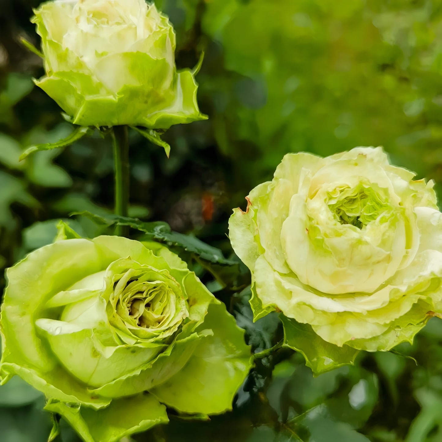 Rose Yagi Green 八目绿 new Japanese Rose. Very green.