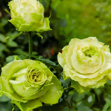 Rose Yagi Green 八目绿 new Japanese Rose. Very green.