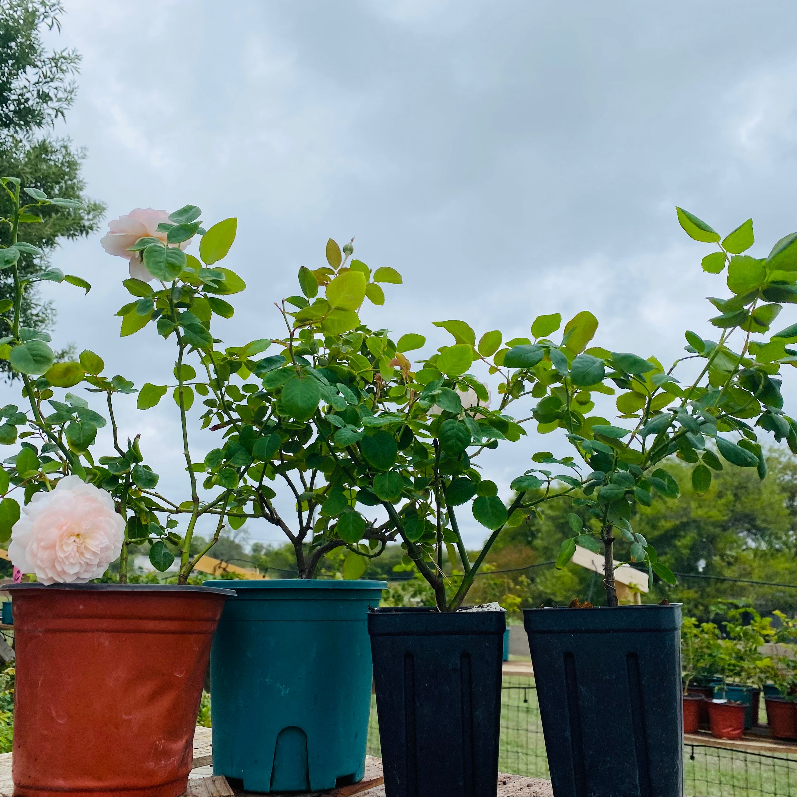 Moonstone Gem Rose-月光石｜Dutch Cut  Rose