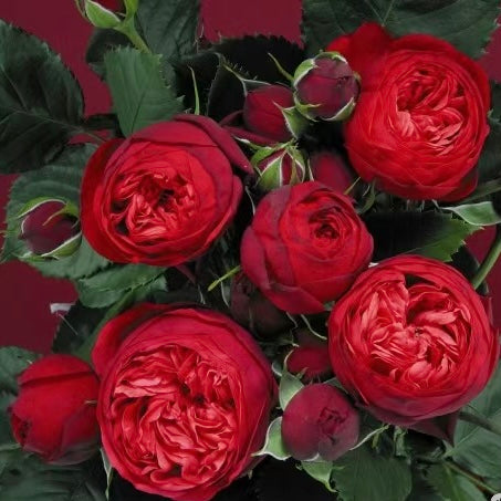 RED Piano Rose-红钢琴｜Germany Shrub Rose