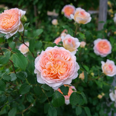 Bathsheba rose