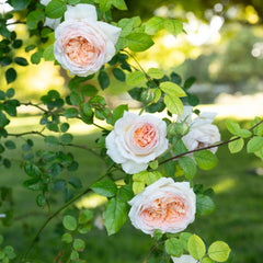 Bathsheba rose