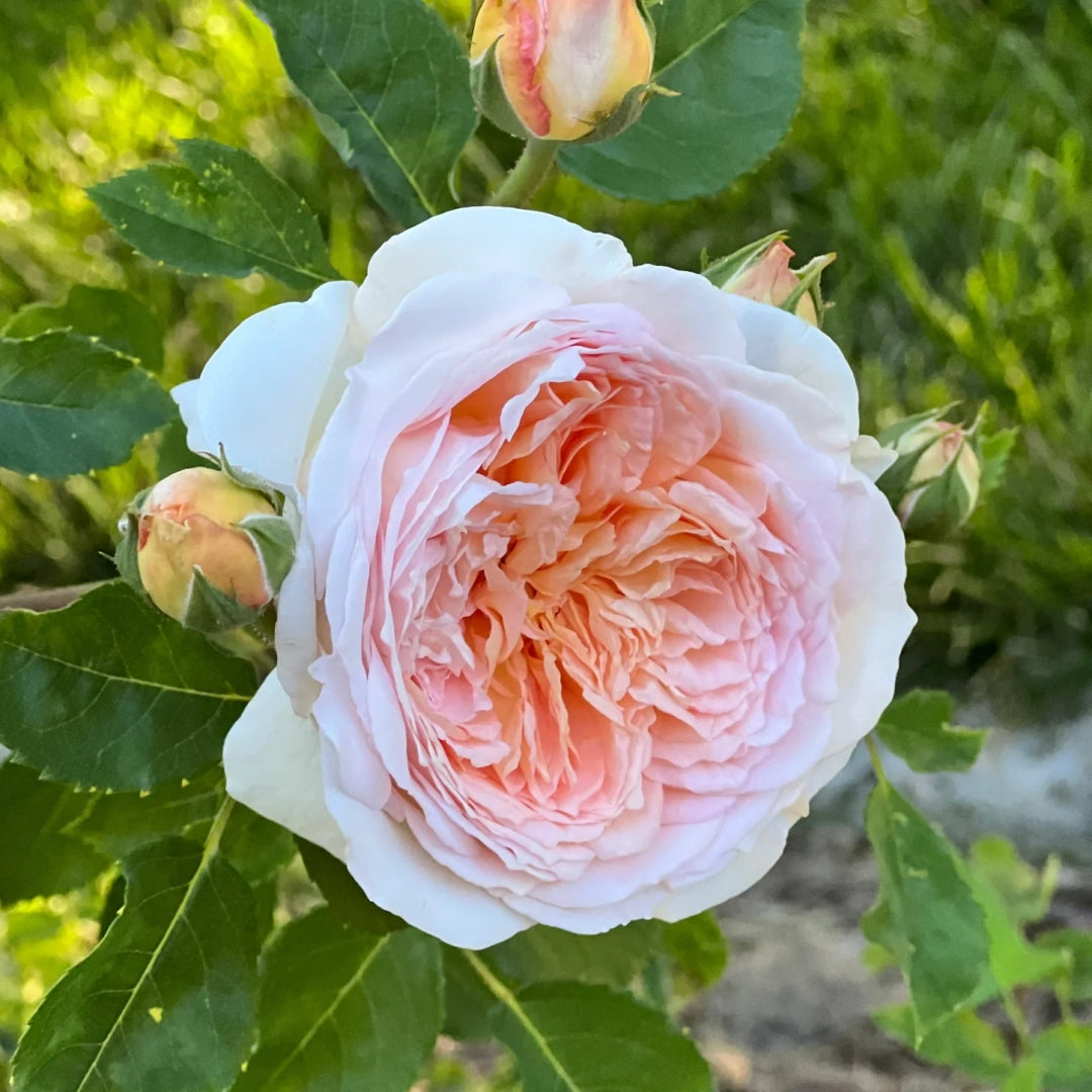 Bathsheba rose