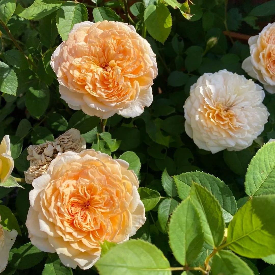 Bathsheba rose