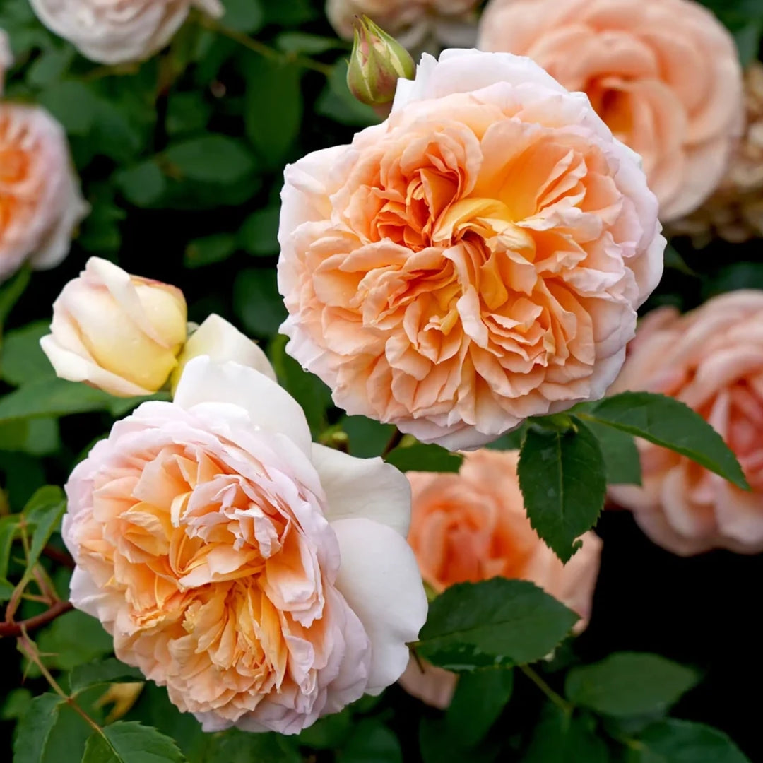 Bathsheba rose
