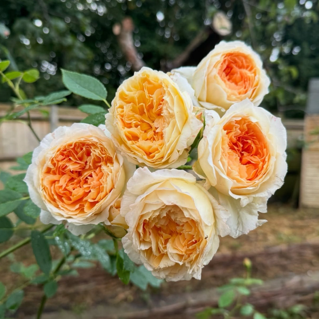 Bathsheba rose