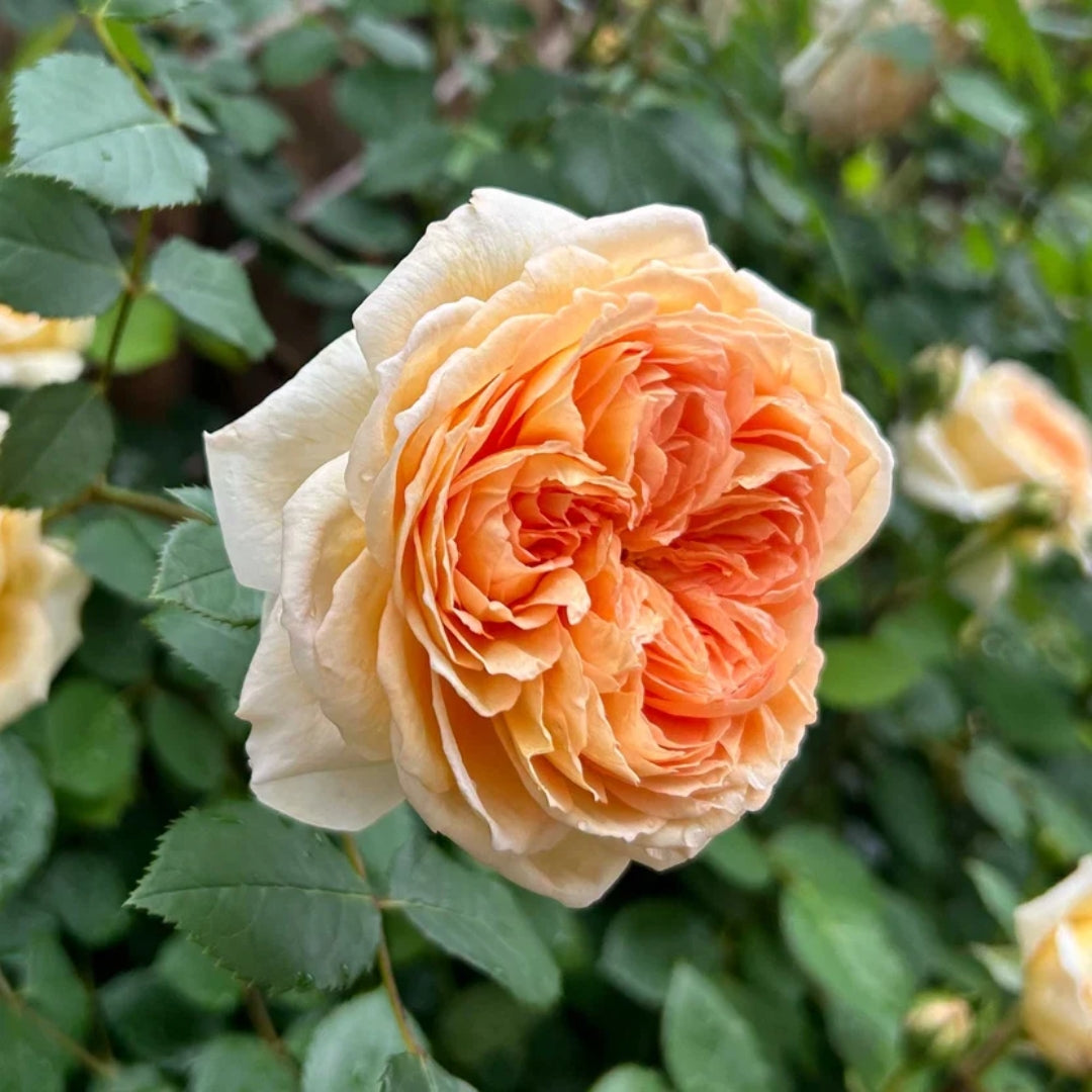 Bathsheba rose