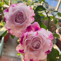 Bella Linda Fairy Rose-仙女琳达｜Spanish Cut Rose -Pre-Sale