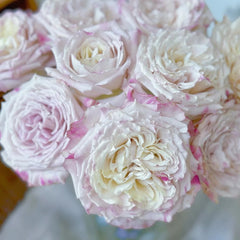 Bella Linda Fairy Rose-仙女琳达｜Spanish Cut Rose -Pre-Sale