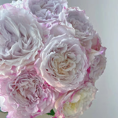 Bella Linda Fairy Rose-仙女琳达｜Spanish Cut Rose -Pre-Sale
