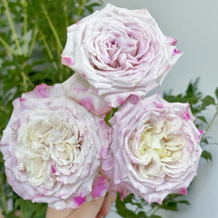 Bella Linda Fairy Rose-仙女琳达｜Spanish Cut Rose -Pre-Sale