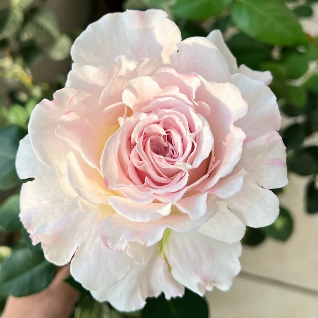 Bella Linda Fairy Rose-仙女琳达｜Spanish Cut Rose -Pre-Sale