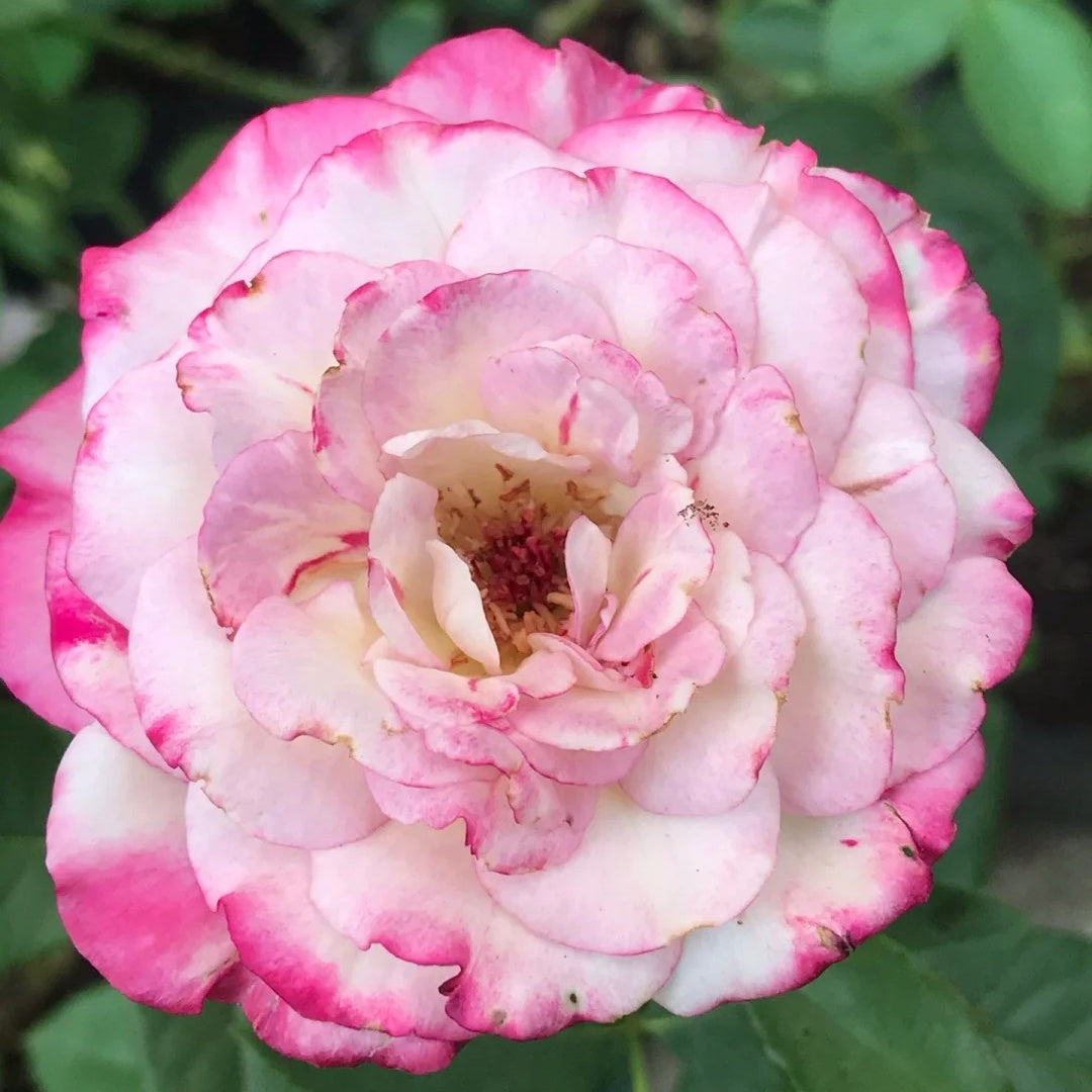 Bella Linda Fairy Rose-仙女琳达｜Spanish Cut Rose -Pre-Sale