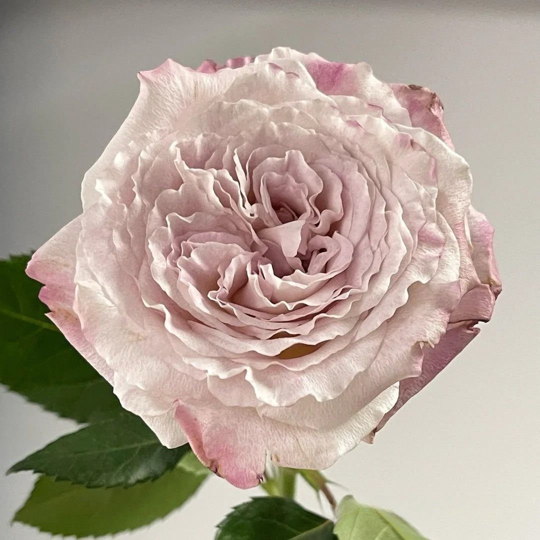 Bella Linda Fairy Rose-仙女琳达｜Spanish Cut Rose -Pre-Sale