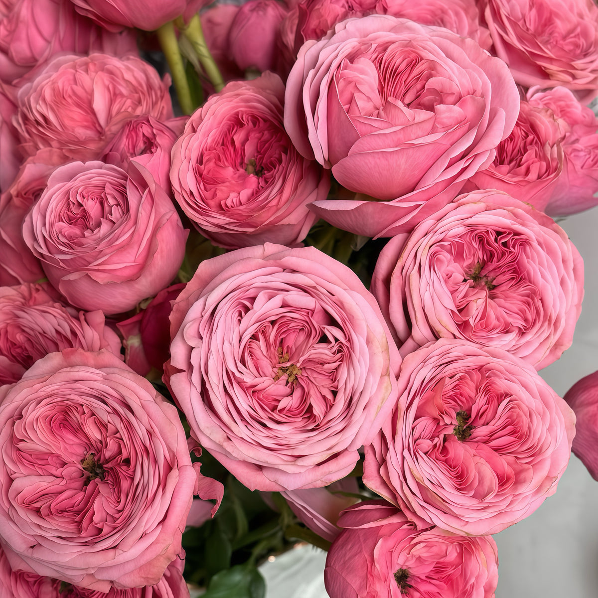 Bella trendsetter rose