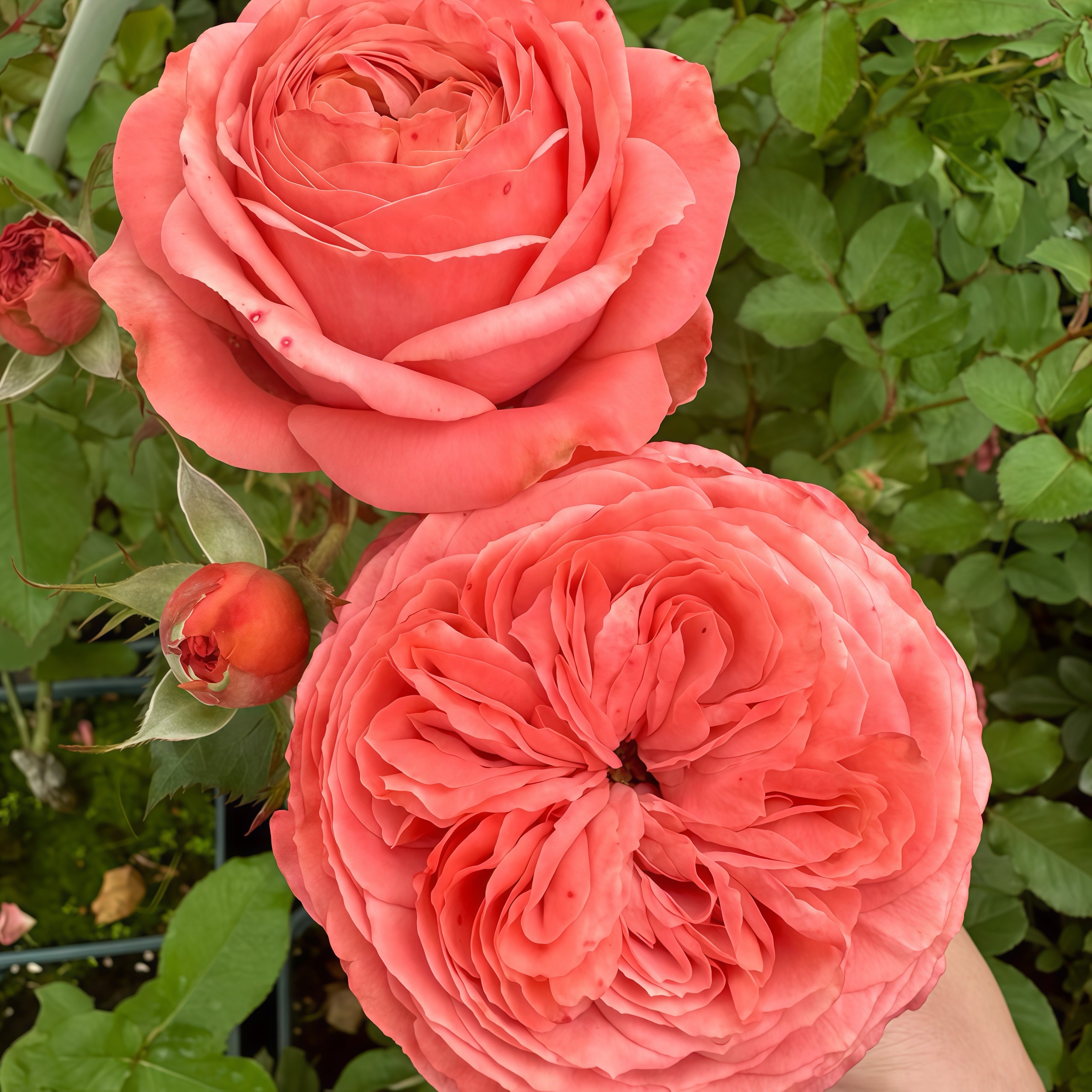 Bella trendsetter rose
