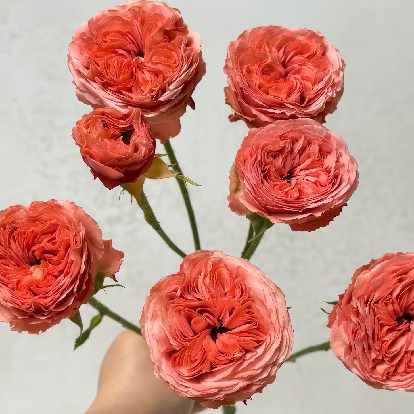 Bella trendsetter rose