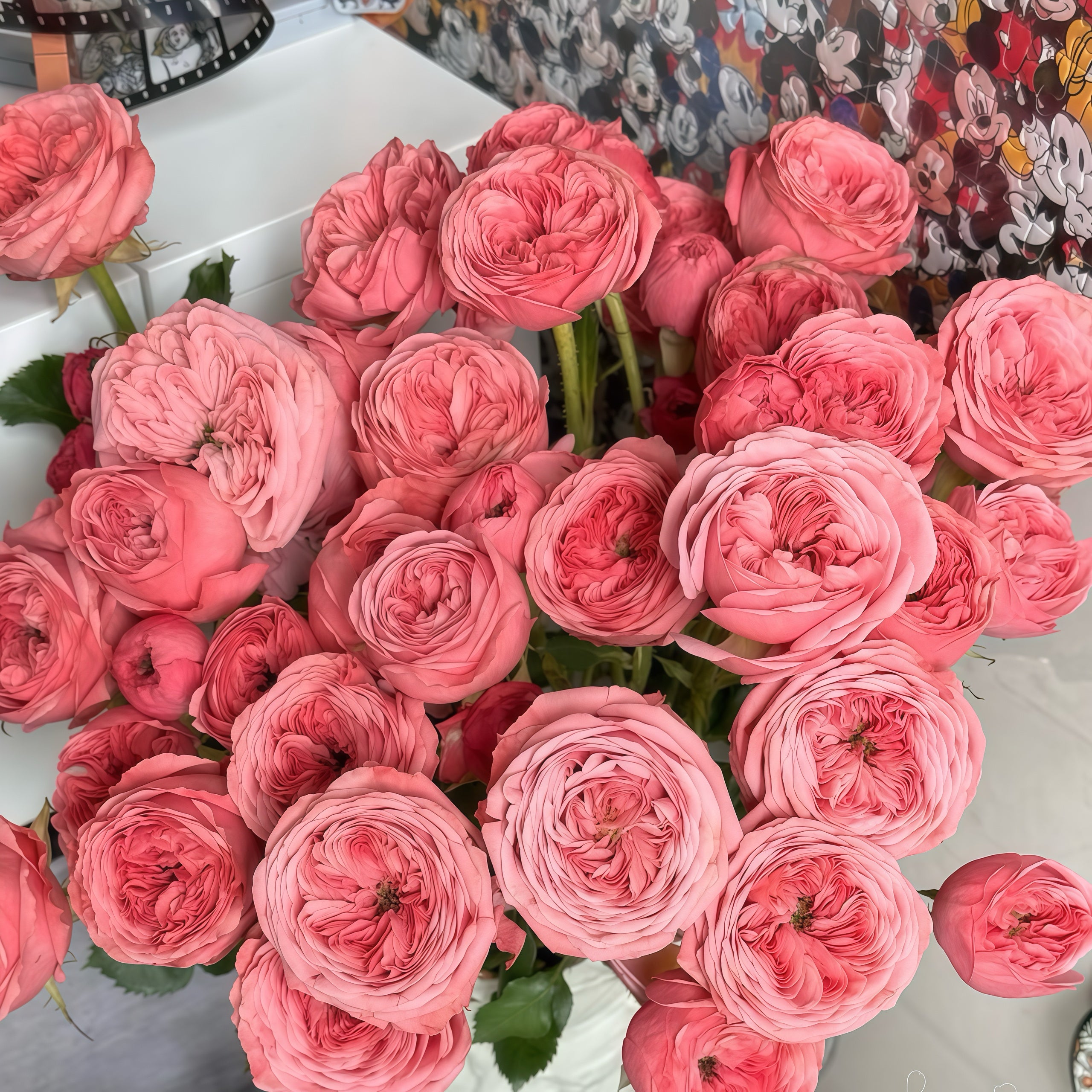 Bella trendsetter rose