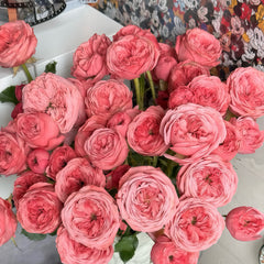 Bella trendsetter rose