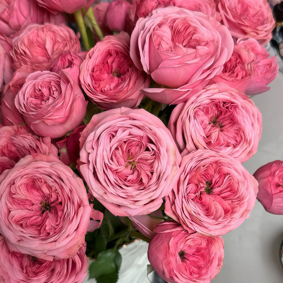 Bella trendsetter rose