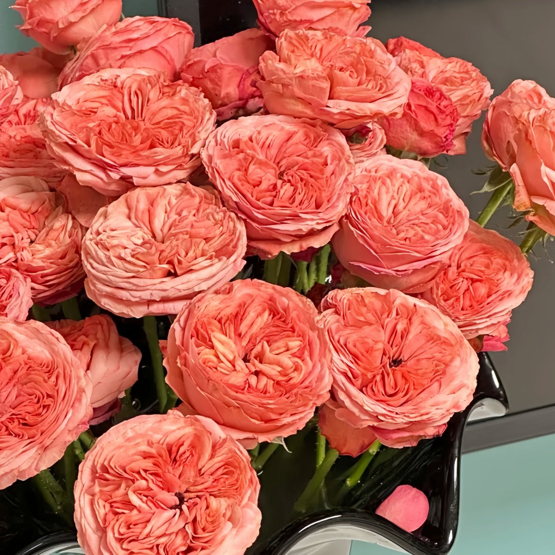 Bella trendsetter rose